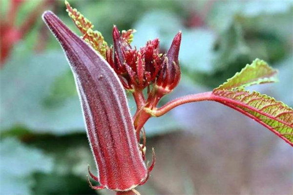 哪些人不能吃秋葵,哪种人不能吃秋葵?赶紧进来看看