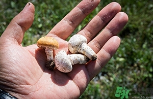 口蘑变黑了能吃吗,口蘑里面发黑了吃了会不会中毒