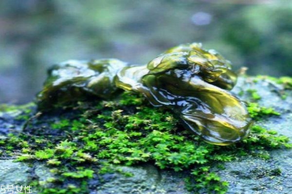 吃地皮菜有什么好处呢(地皮菜能吃吗?怎么吃?对身体好吗?) 吃地皮菜有什么好处呢(地皮菜能吃吗?怎么吃?对身体好吗?)