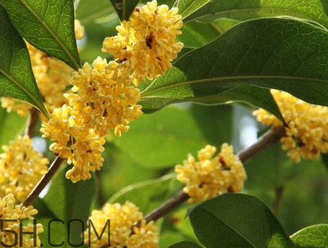 桂花酒的保存(桂花酒的保存方法)