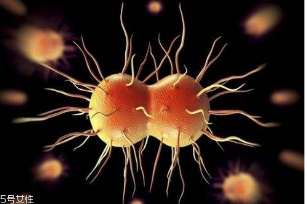 黄热病一般出现在哪些地区(黄热病在哪个地区最流行)