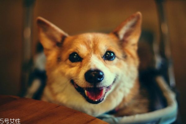 夏天给狗狗驱蚊禁忌(夏天狗在院子怎么驱蚊)