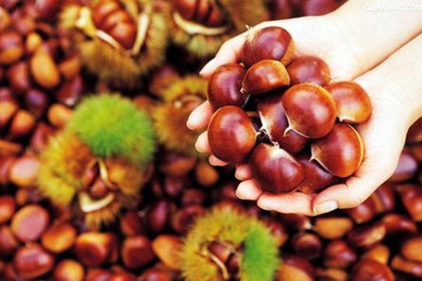 吃板栗有什么好处(吃板栗有什么好处可以补肾吗)