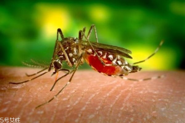 下面几种人蚊子会对其情有独钟(蚊子喜欢什么人) 下面几种人蚊子会对其情有独钟(蚊子喜欢什么人)