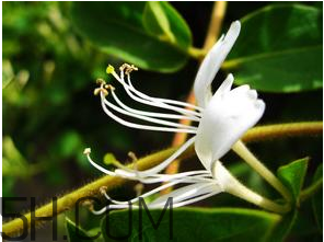 治肝火旺的药(什么药治肝火旺最有效)