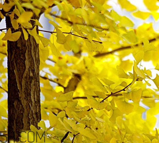 银杏树多久结一次果子?,银杏树多久结一次果图片