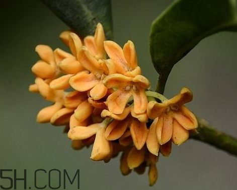 金桂可以泡酒吗,金桂可以泡酒吗有什么区别