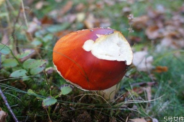 毒蘑菇吃后会怎么样呢(毒蘑菇吃了会怎么样) 毒蘑菇吃后会怎么样呢(毒蘑菇吃了会怎么样)