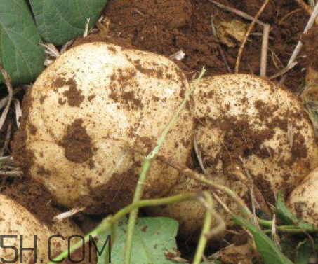 白地瓜什么时候种植最好,白地瓜什么时候种植?