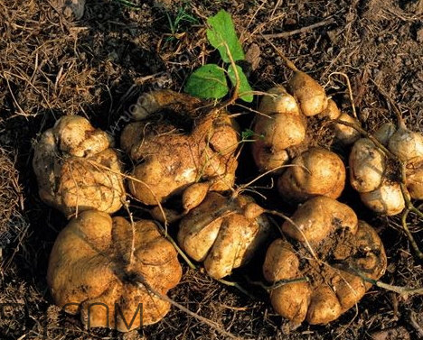 白地瓜什么时候种,什么时候收,地瓜啥时候收获