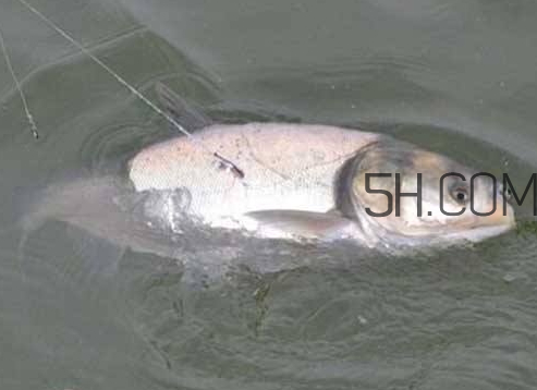 钓鲢鳙什么温度不开口,冬天鲢鳙不开口怎么办 钓鲢鳙什么温度不开口,冬天鲢鳙不开口怎么办