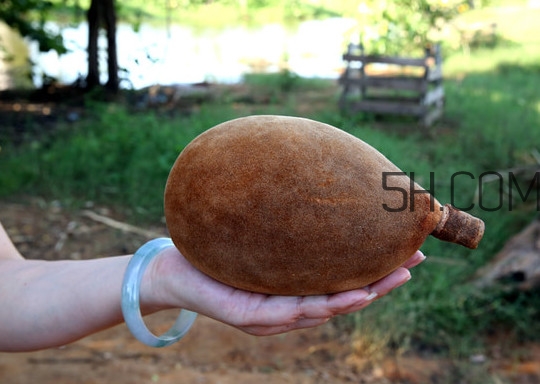 猴面包树和面包树的区别,什么是猴面包树