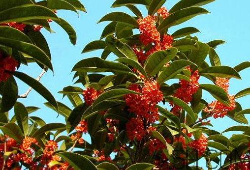 桂花树可以插枝栽培吗,桂花树能扦插吗