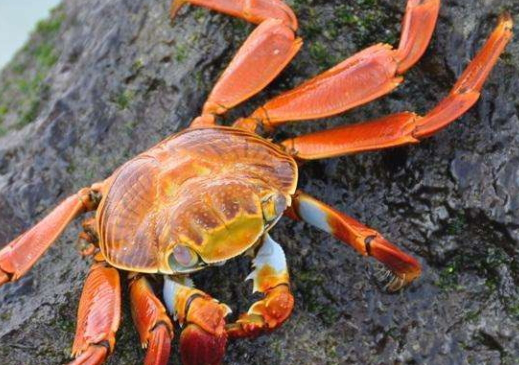 中秋节后吃公蟹还是母蟹,春节期间吃公蟹还是母蟹