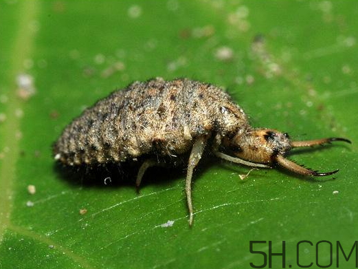 蚁狮怎么养殖,蚁狮怎么养殖教学视频