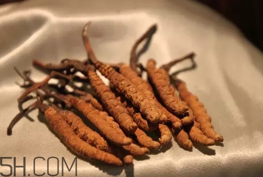 虔草冬虫夏草是真的吗,冬虫夏草是冬天是虫子夏天是草吗 虔草冬虫夏草是真的吗,冬虫夏草是冬天是虫子夏天是草吗