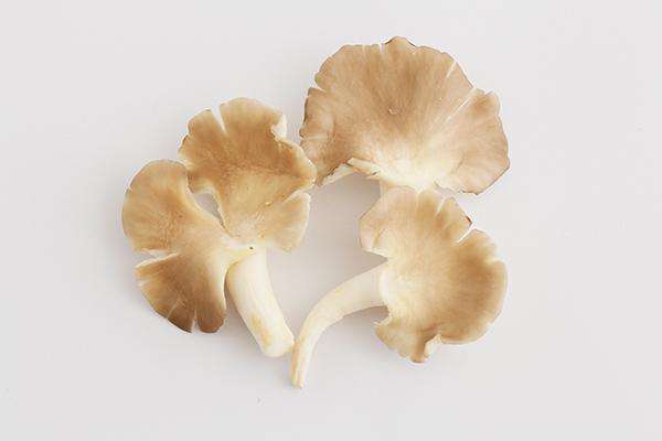 口蘑菇的保存方法(口蘑菇的保存方法)