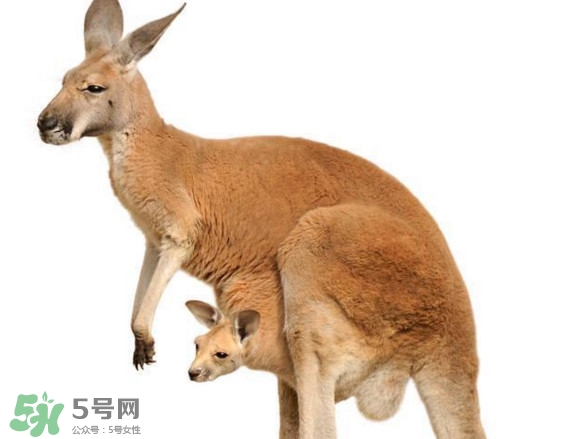 冬虫夏草发霉程度(冬虫夏草发霉什么样子) 冬虫夏草发霉程度(冬虫夏草发霉什么样子)