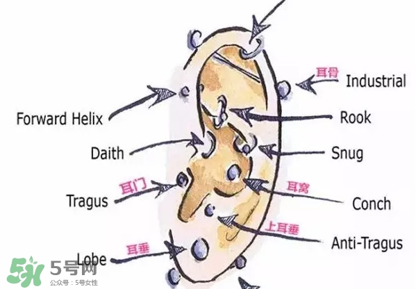 耳洞打什么位置好看图片,耳洞打哪个位置好看