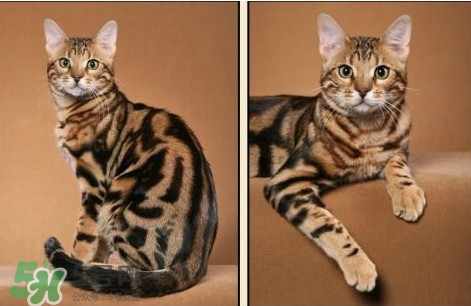 豹纹猫多少钱一只,孟加拉豹猫可以养吗