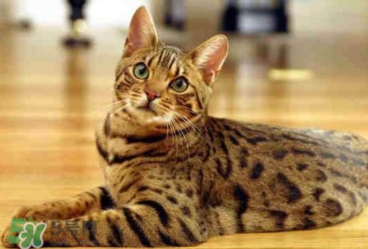 孟加拉豹猫粘人吗,孟加拉豹猫粘人程度