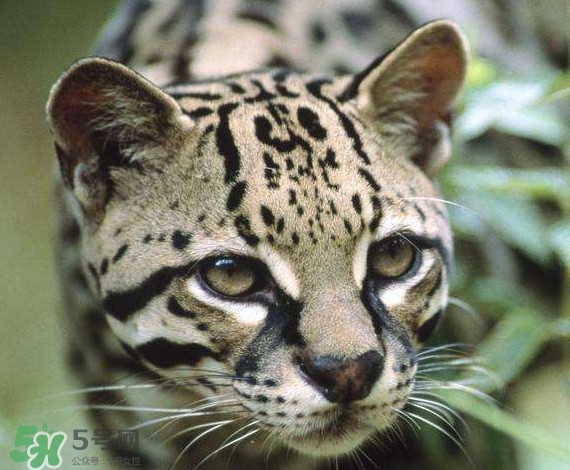 孟加拉豹猫好养吗,豹纹猫多少钱一只