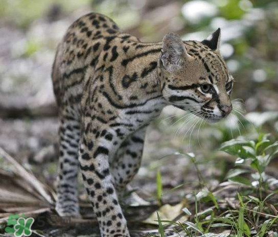 锈斑豹猫是几级保护动物,野生豹猫是几级保护动物 锈斑豹猫是几级保护动物,野生豹猫是几级保护动物