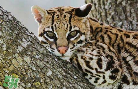 豹猫是豹子还是猫,猫跟豹子有什么关系