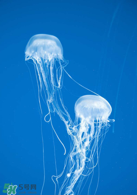 被海蜇咬了什么症状图片,被海蜇咬了什么症状