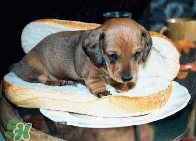 网络上热狗是什么意思,热狗网络用语什么意思 网络上热狗是什么意思,热狗网络用语什么意思