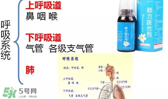 肺力咳合剂孕妇慎用,肺力咳合剂孕妇可以用吗