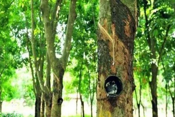 橡胶木的特点(橡胶木的特点和性质)