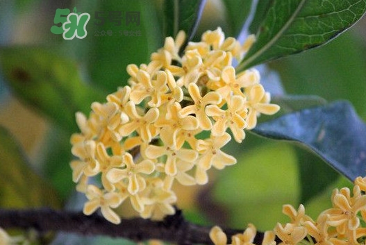 怎样种桂花,桂花树能种家里吗