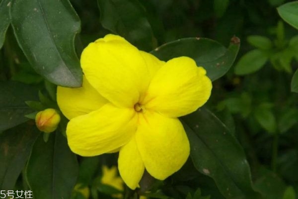 金钟花的生长环境是怎么样的呢(金钟花怎么养殖)