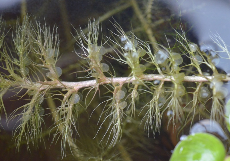 5大捕虫绝招(哪些是捕虫能手)