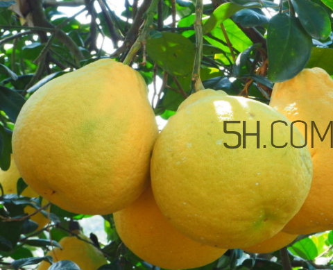 柚子的成熟时间(柚子的成熟时间)
