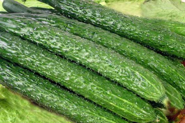 黄瓜发苦还能吃吗(黄瓜发苦还能吃吗)