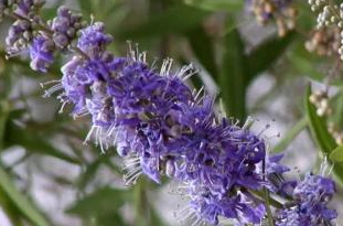 圣洁莓可以长期吃吗(圣洁莓可以长期吃吗)