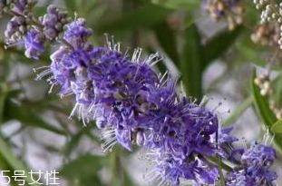 乳房纤维囊肿能(乳腺纤维囊肿)