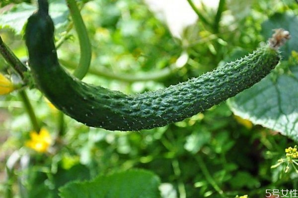 吃黄瓜的错误方法有什么呢(黄瓜吃之前应该怎么处理)