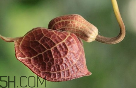 马兜铃酸是什么东西,马兜铃酸是什么药