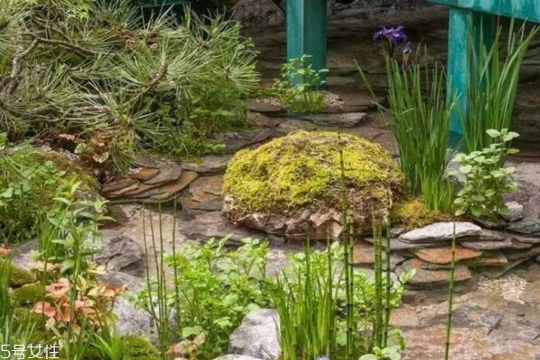 花甲可以天天吃吗(花甲可以天天吃吗)