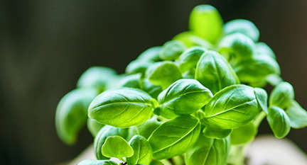 蔓越莓胶囊副作用(斯维诗蔓越莓胶囊副作用) 蔓越莓胶囊副作用(斯维诗蔓越莓胶囊副作用)