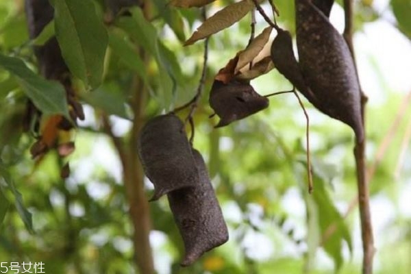 贝玲妃妆前乳用户评价(贝玲妃妆前乳好用吗) 贝玲妃妆前乳用户评价(贝玲妃妆前乳好用吗)