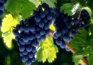 吃葡萄的注意事项,吃葡萄的注意事项权威资料