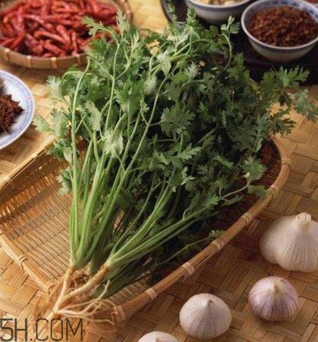 香菜根煮水能天天喝吗,香菜根煮水喝有什么效果