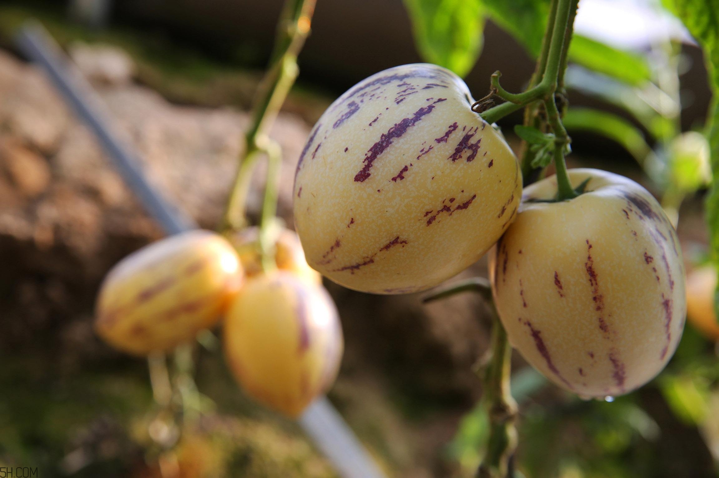 沙漠人参果的营养价值,参果的营养价值