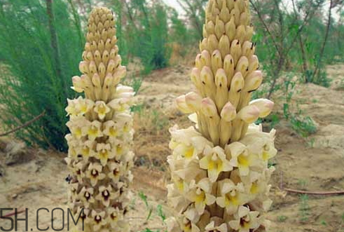 肉苁蓉为什么是咸的,肉苁蓉是咸的吗