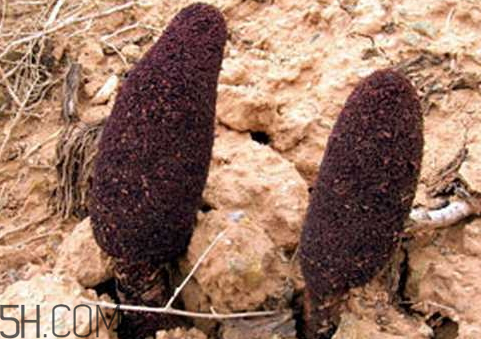 锁阳是补阴还是补阳,锁阳是补阳虚还是补阴虚 锁阳是补阴还是补阳,锁阳是补阳虚还是补阴虚