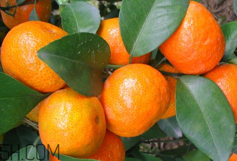 金秋砂糖桔和普通沙糖桔有什么区别,沙糖桔和金秋沙糖桔对比